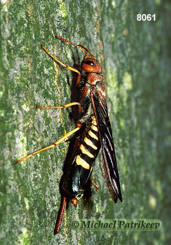 Pigeon Horntail (Tremex columba)